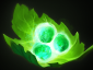 dota2_item_image_alt